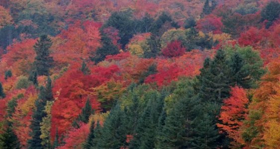 algonquinautumn1.jpg