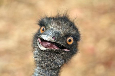 Emu @.jpg