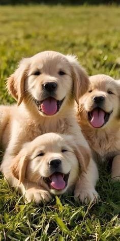 golden hugs.jpg