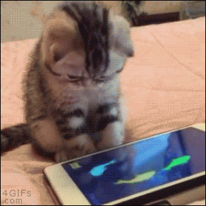 kittenplayingwithfishes.gif