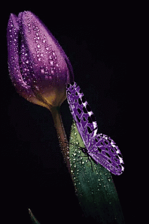 tumblr_0cf9466cd431d0338ca2f07fd6a65e51_31797c83_400.gif.gif