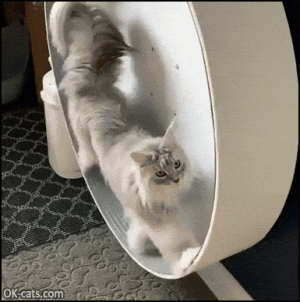 mainecoononexercisewheel2.gif