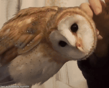 giphy (2).gif