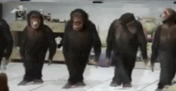 chimps dancing.gif