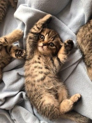 cattitude kittens.jpg