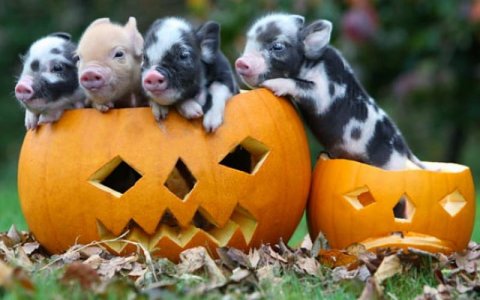 pigs-pumpkins.jpg