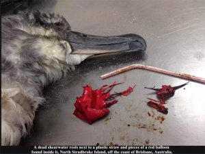 Balloons Straws kill birds.jpg Balloons Straws kill birds.jpg