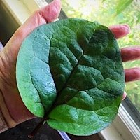 AE199CAF-4B9A-4F58-A8D0-AAD30A394A02.jpeg AE199CAF-4B9A-4F58-A8D0-AAD30A394A02.jpeg