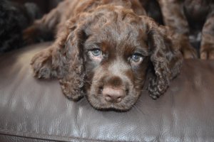 cocker-spaniel-pup-9-weeks-old-5788feac6d1e2.jpg