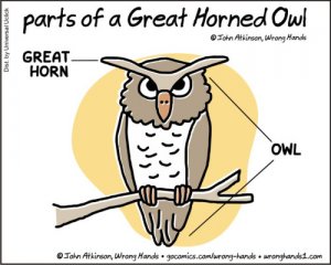 parts-of-a-great-horned-owl1.jpg