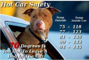 hot-car-safety.jpg