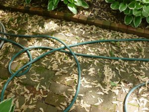 heloicopters (800x600).jpg