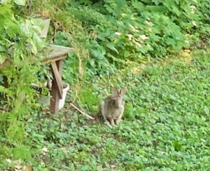 bunny 6-1-18a.jpg