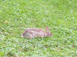 bunny 6-1-18c.jpg