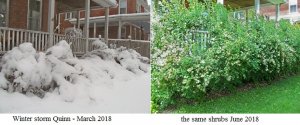 compare spirea.jpg