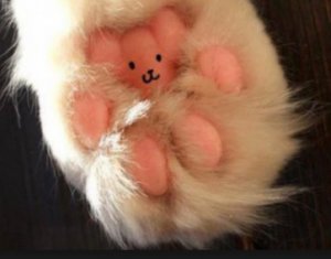 cats paw.jpg