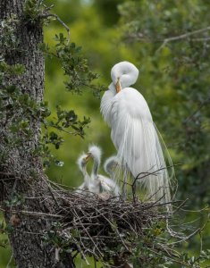 egret.jpg