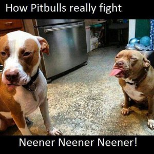 how-pitbulls-really-fight.jpg