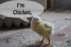 I'm chicken banner.jpg