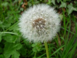 dandelion-in-seed-4.jpg