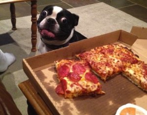 pizza-dog_qxep7z.jpg