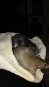 35534035_10211194962381176_6264209861345542144_n.jpg 35534035_10211194962381176_6264209861345542144_n.jpg