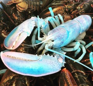 02-rainbow-lobster-screen-shot-2018-06-19-at-10_58_39-am.adapt.945.1.jpg