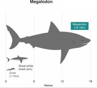 megalodon.jpg