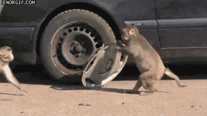 monkeyshines.gif