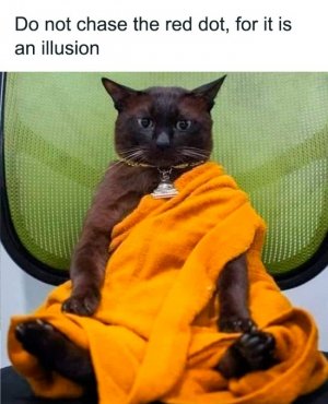 funny cats.jpg