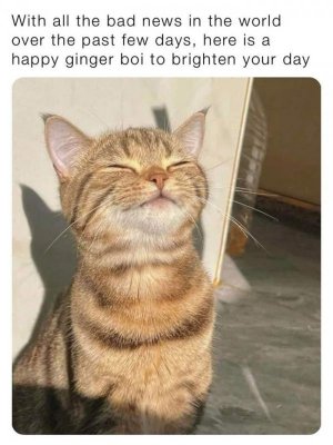 funny-cat-pics-memes-630871a8bd42d__700.jpg