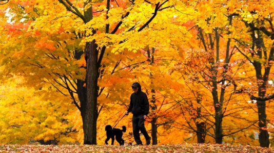 autumn-walking dog.jpg