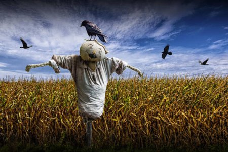 scarecrow-with-black-crows-over-a-cornfield-randall-nyhof.jpg