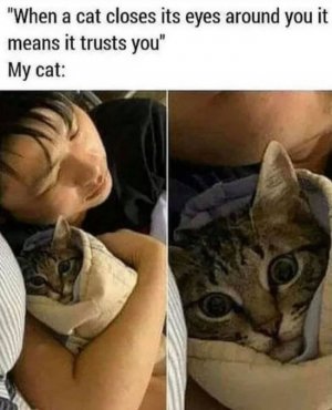 funny-cat-pics-memes-63087eed5a82c__700.jpg
