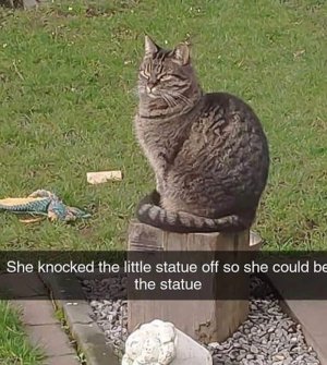 funny-cat-pics-memes-63086fae5e91a__700.jpg