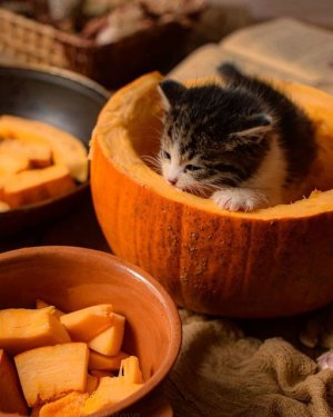 catitude kitten pumpkin.jpg
