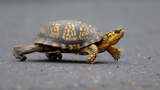 box-turtle.jpg