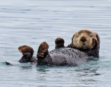 101324otter.jpg