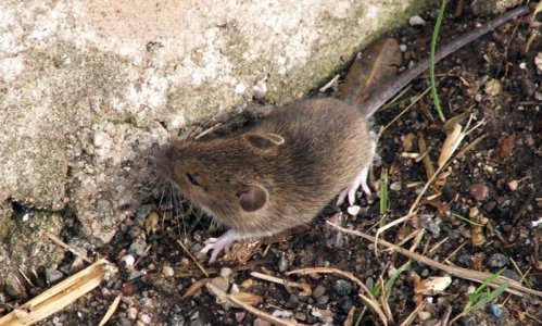 mouse.jpg