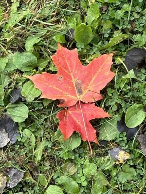 IMG_6407.jpeg