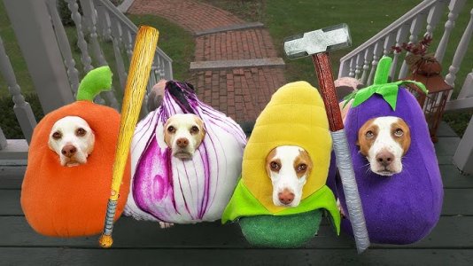 halloween dogs.jpg
