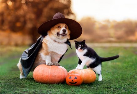 halloween.dog.cat.jpg