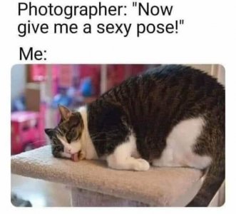 funny-cat-pics-memes-6308719c4b39a__700.jpg