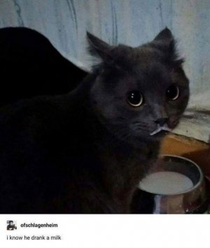 funny-cat-pics-memes-63087c6c173d4__700.jpg