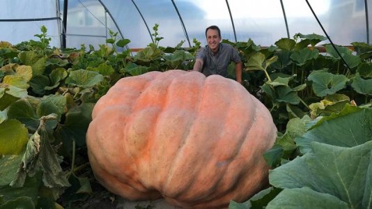 Greenhouse pumpkins.jpg