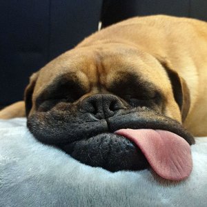 funny-animal-faces-52-66acd328e0eeb__700.jpg