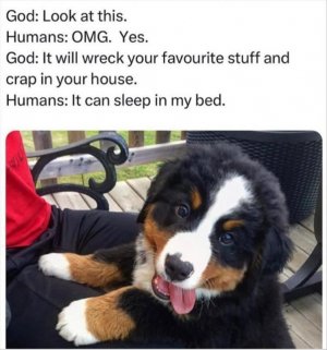 z-a-funny-133.jpg