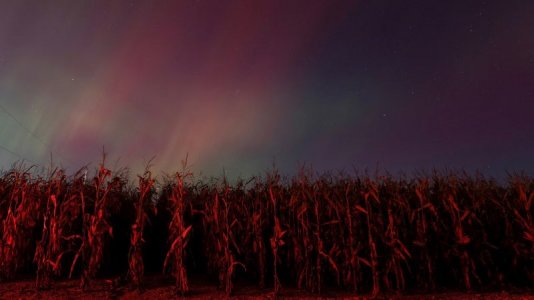 evening-redcorn.jpg