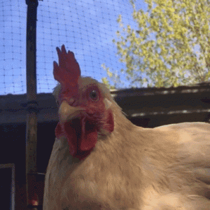chicken.gif