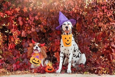 Halloween dogs.jpg
